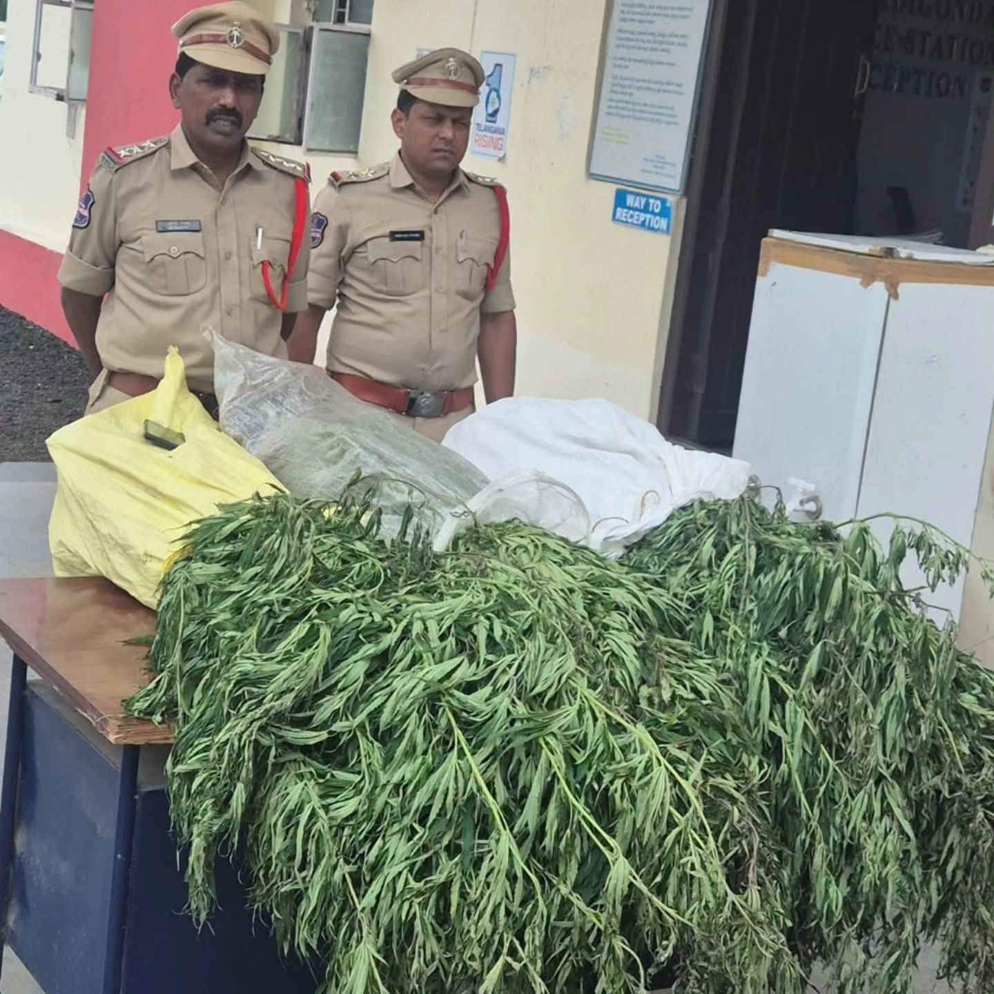 పత్తి పంట మధ్యలో అక్రమంగా గంజాయి సాగు చేస్తున్న నిందితుడు అరెస్ట్.. రూ.12.50 లక్షల విలువైన మొక్కల స్వాధీనం
