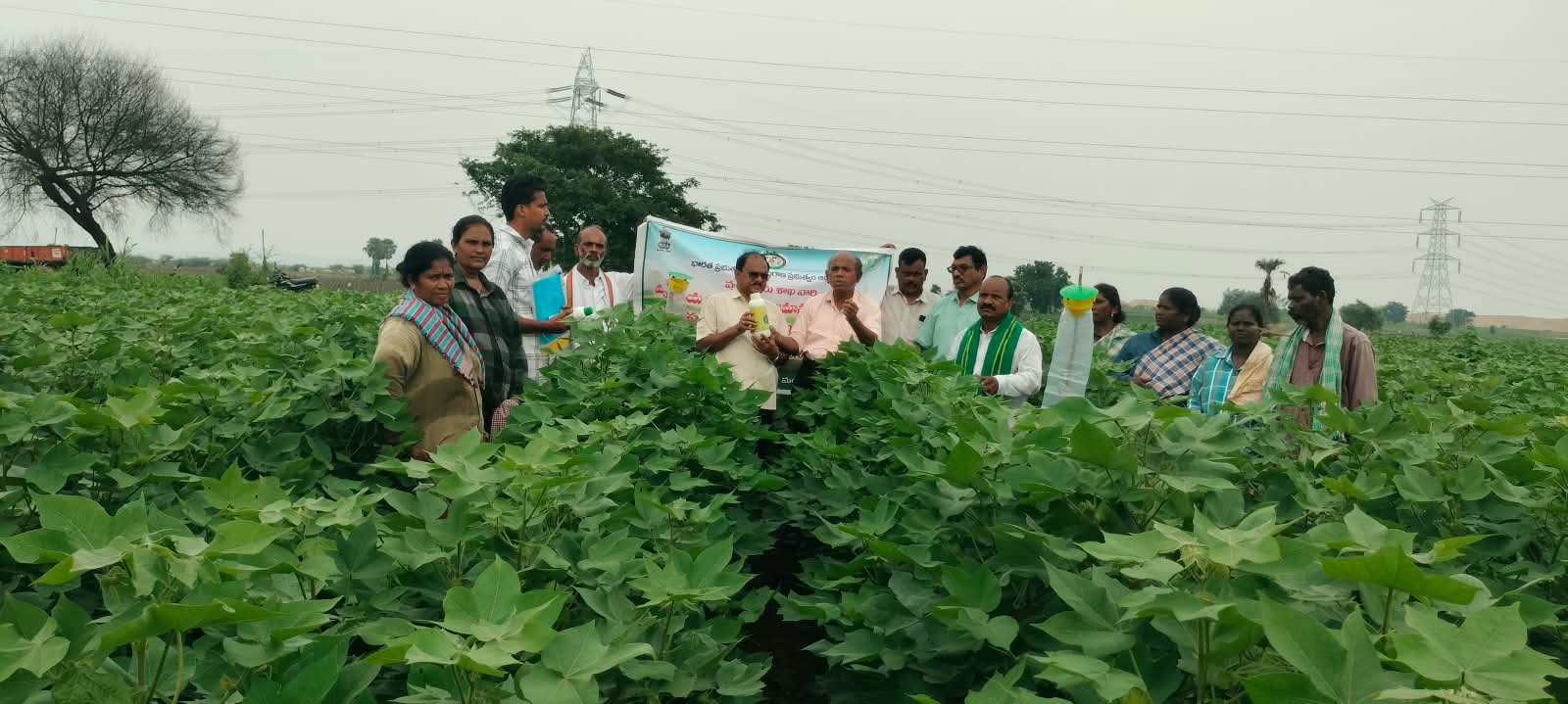 పత్తి పంట సమగ్ర సస్యరక్షణ  సాంకేతికతపై రైతులకు అవగాహన