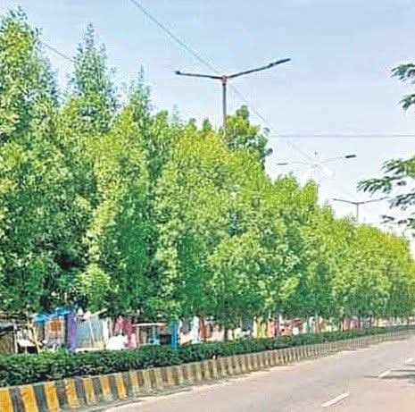 కరీంనగర్, సిద్దిపేటలో కోనోకార్పస్ చెట్లను సమూలంగా తొలగించాలి హైకోర్టు సంచలన ఆదేశాలు